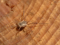 Lacinius ephippiatus