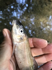 Catostomus occidentalis
