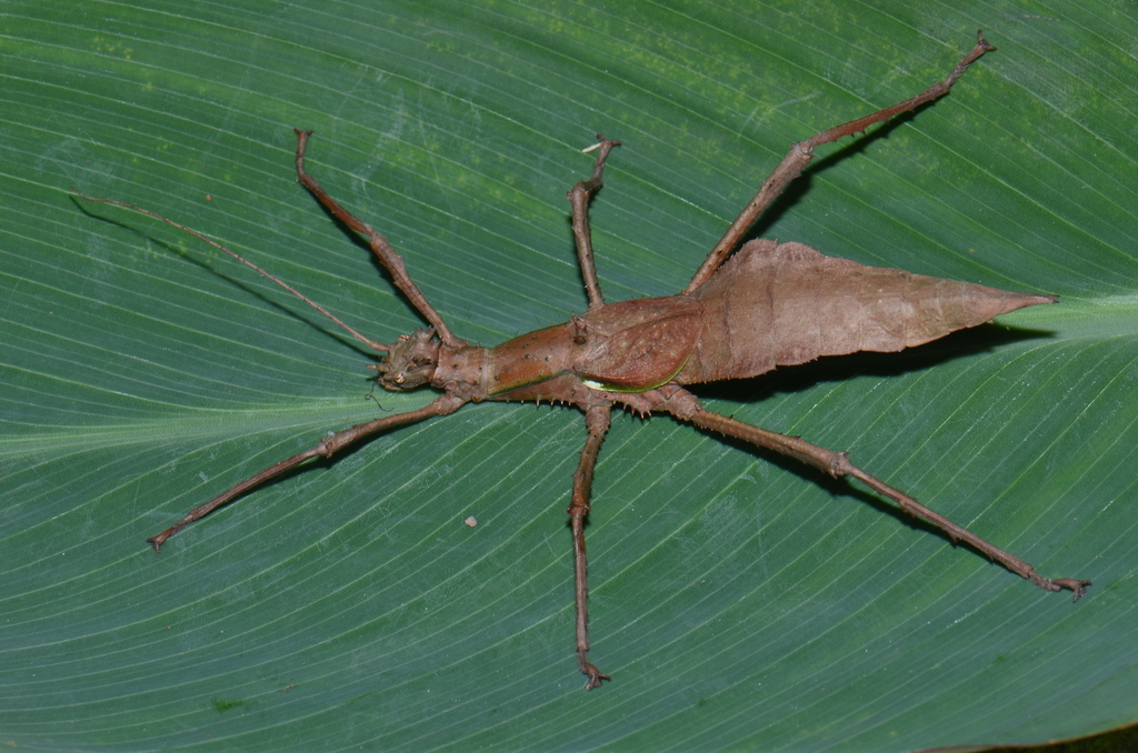 Haaniella gintingi