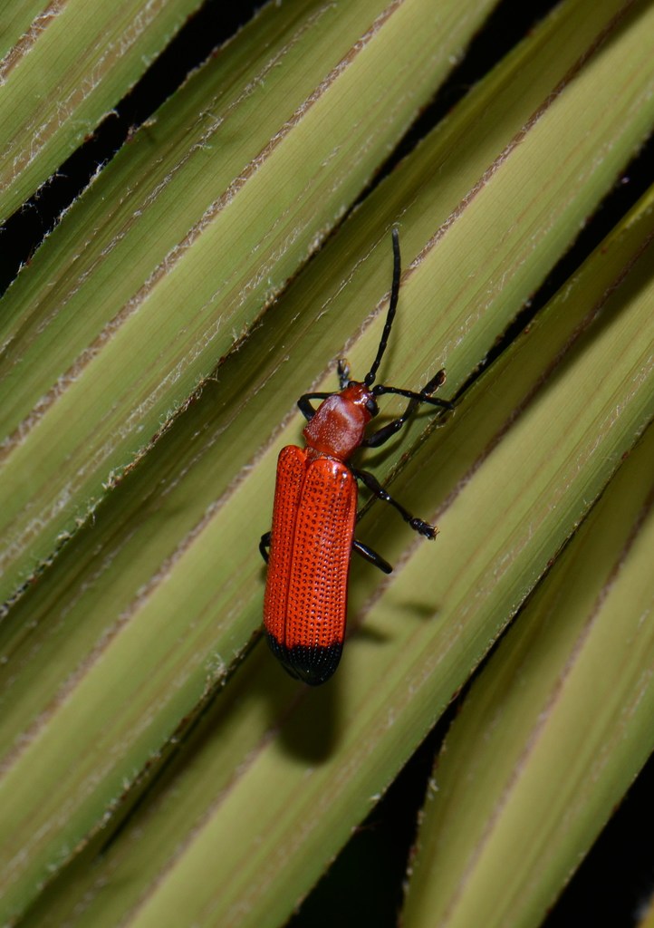 Botryonopa modiglianii