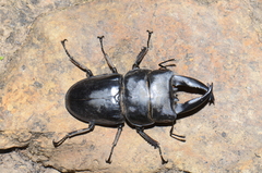 Serrognathus alcides