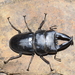 Stag Beetles - Photo (c) Pavel Kirillov, some rights reserved (CC BY-SA), uploaded by Pasha Kirillov