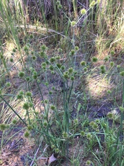 Cyperus lupulinus
