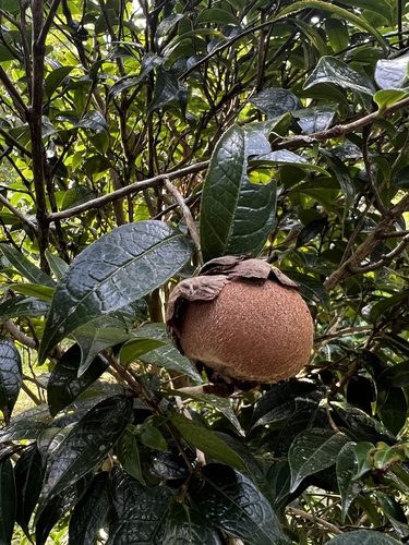 Camellia granthamiana observed 2024-10-20