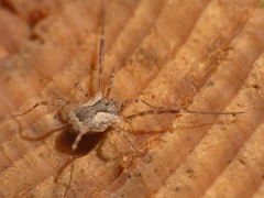 Lacinius ephippiatus