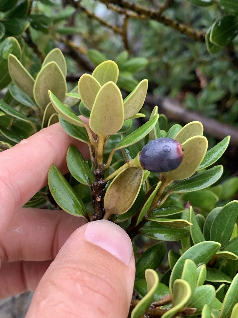 Cinnamomum daphnoides