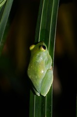 Zhangixalus prominanus