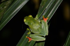 Zhangixalus prominanus