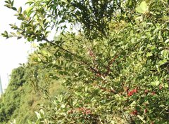 Ilex pubescens