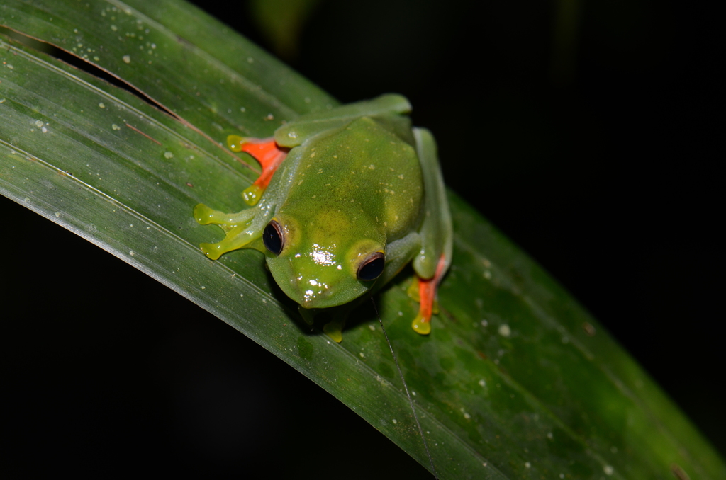 Jor Flying Frog