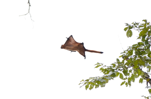 Red Giant Flying Squirrel