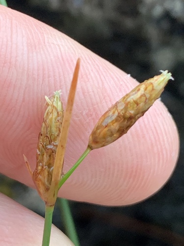 Image of Fimbristylis sieboldii by (c) Daniel J. Layton, some rights reserved (CC BY)
