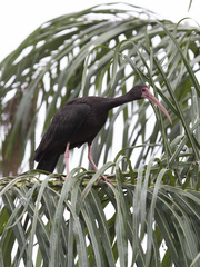 Phimosus infuscatus