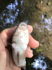 Catostomus occidentalis