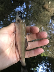 Catostomus occidentalis