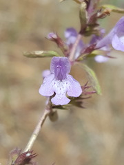 Hedeoma pulcherrima