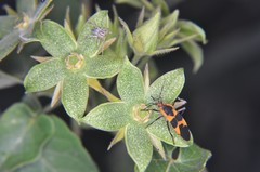 Gonolobus grandiflorus