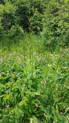 Scrophularia lanceolata