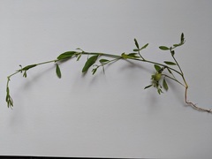 Polygonum ramosissimum