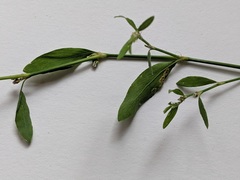 Polygonum ramosissimum