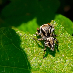 Habronattus cambridgei