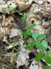 Galium pilosum