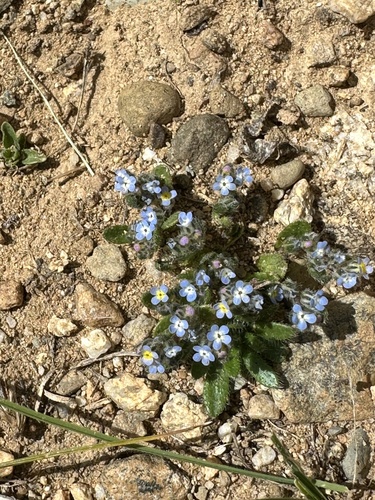 Lasiocaryum densiflorum