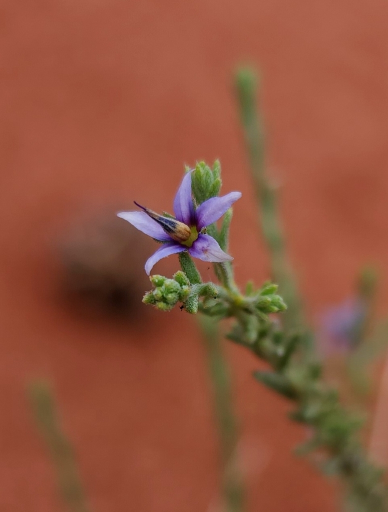 Halgania erecta