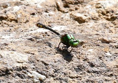 Ophiogomphus
