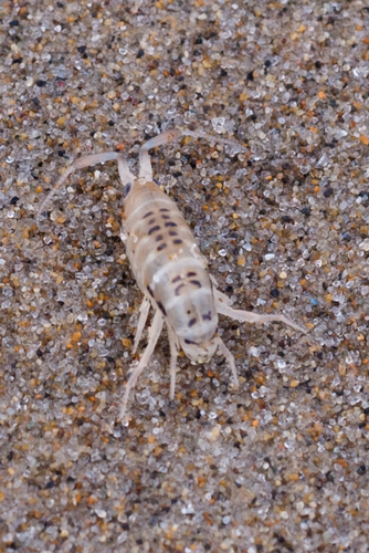 Pale Beach Hopper (Megalorchestia columbiana) · iNaturalist