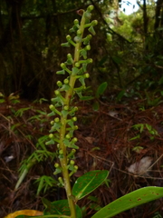 Souroubea exauriculata