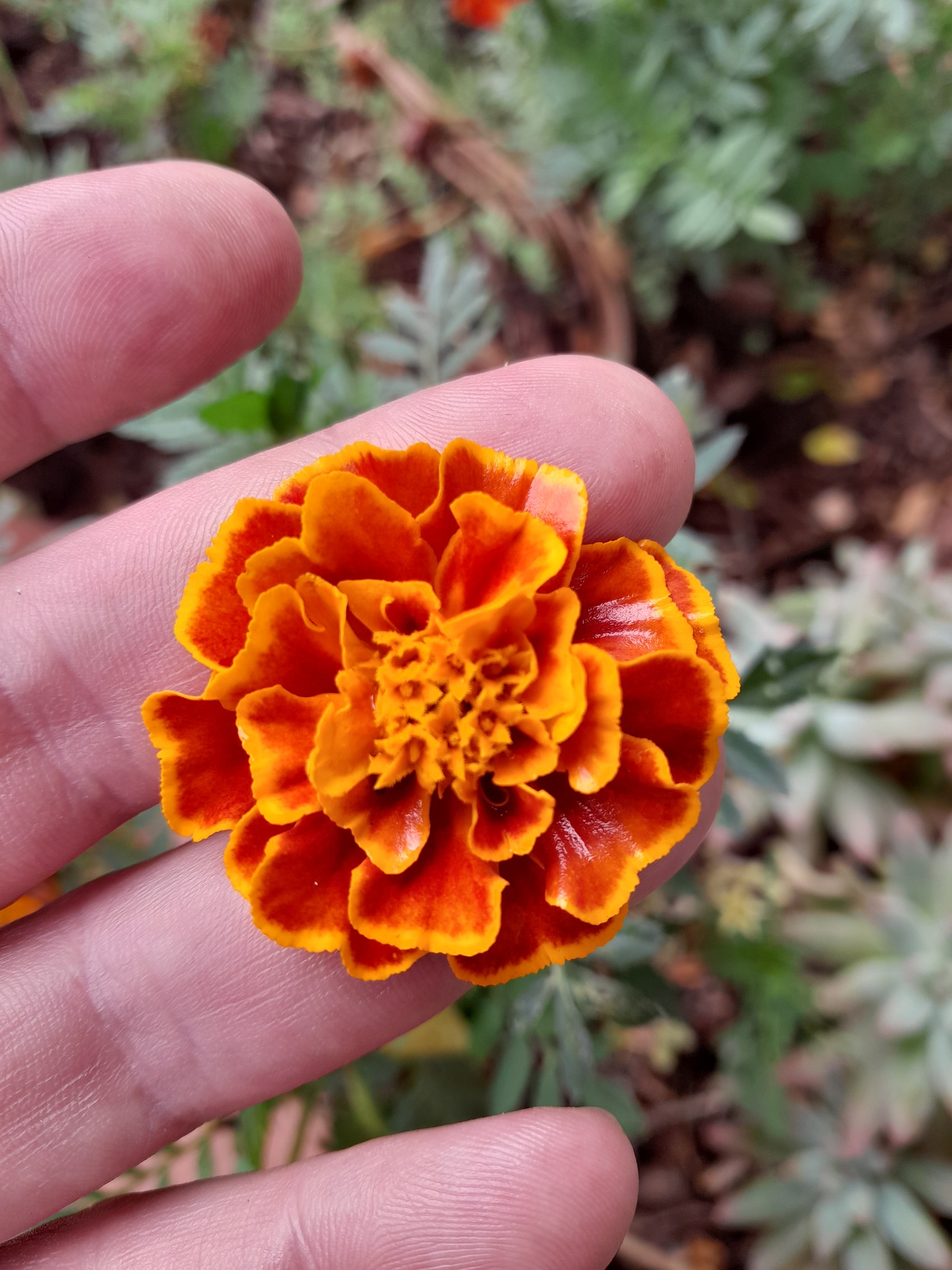 Tagetes patula