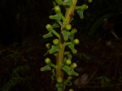 Souroubea exauriculata