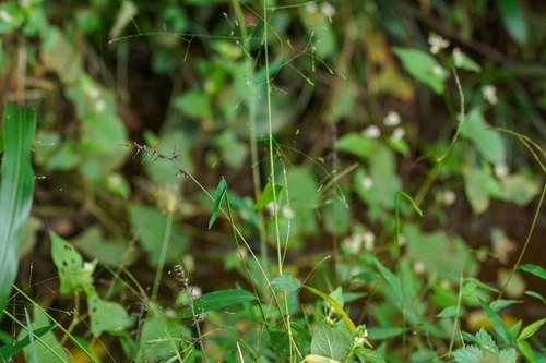 Image of Panicum bisulcatum by (c) WATANABE Hitoshi 渡辺仁, some rights reserved (CC BY)