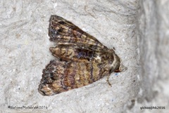 Chlumetia transversa