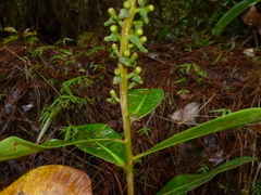 Souroubea exauriculata