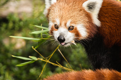 Ailurus fulgens