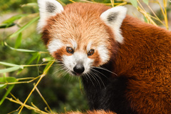 Ailurus fulgens