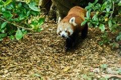 Ailurus fulgens