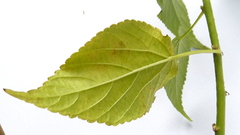 Acalypha multicaulis