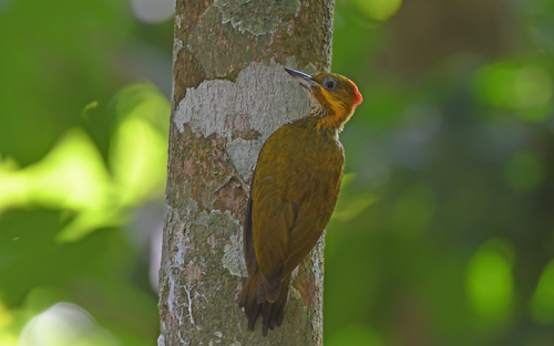 White-throated Woodpecker (Piculus leucolaemus)