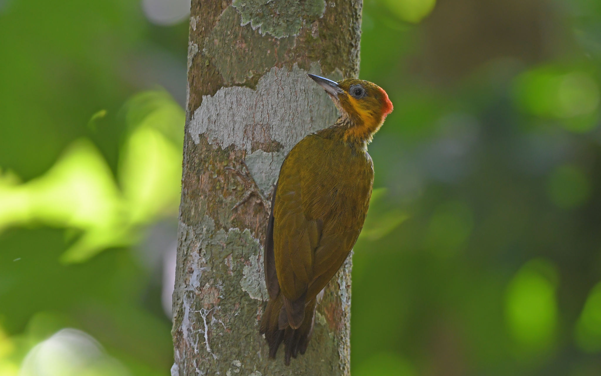 White-throated Woodpecker (Piculus leucolaemus), photo 1
