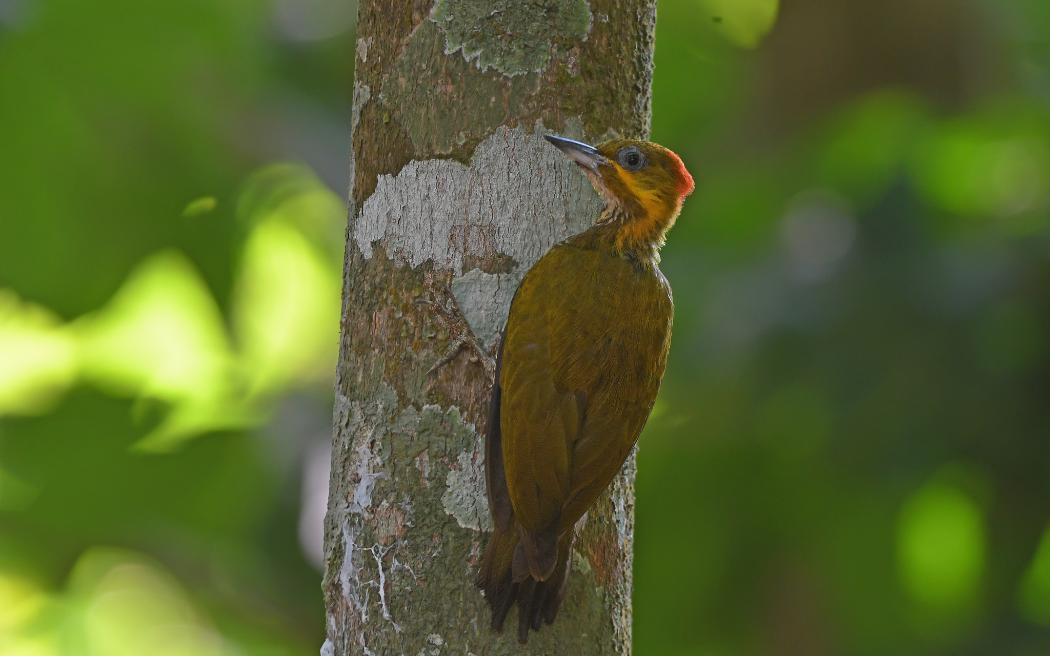 White-throated Woodpecker (Piculus leucolaemus), photo 3