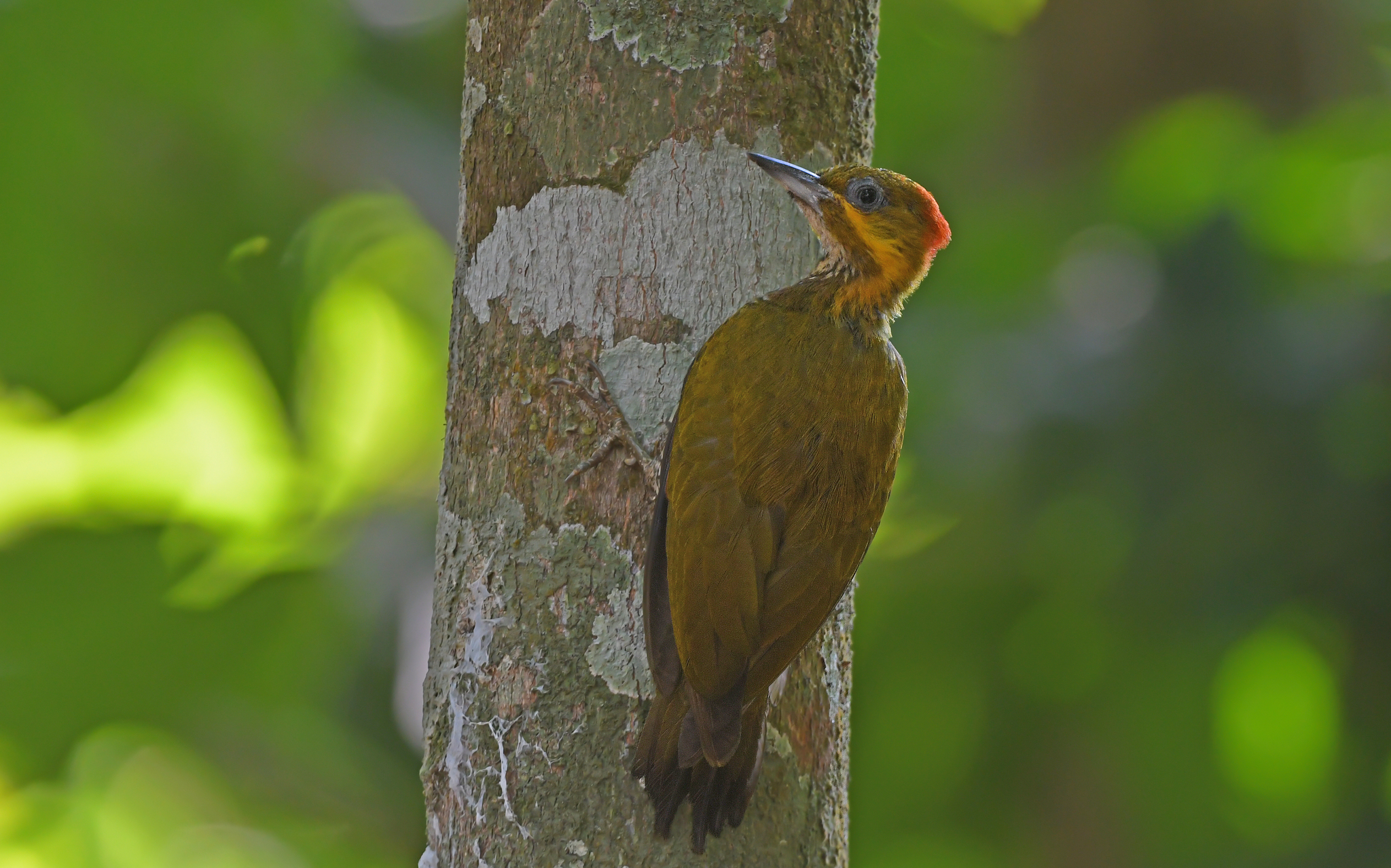 White-throated Woodpecker (Piculus leucolaemus), photo 2