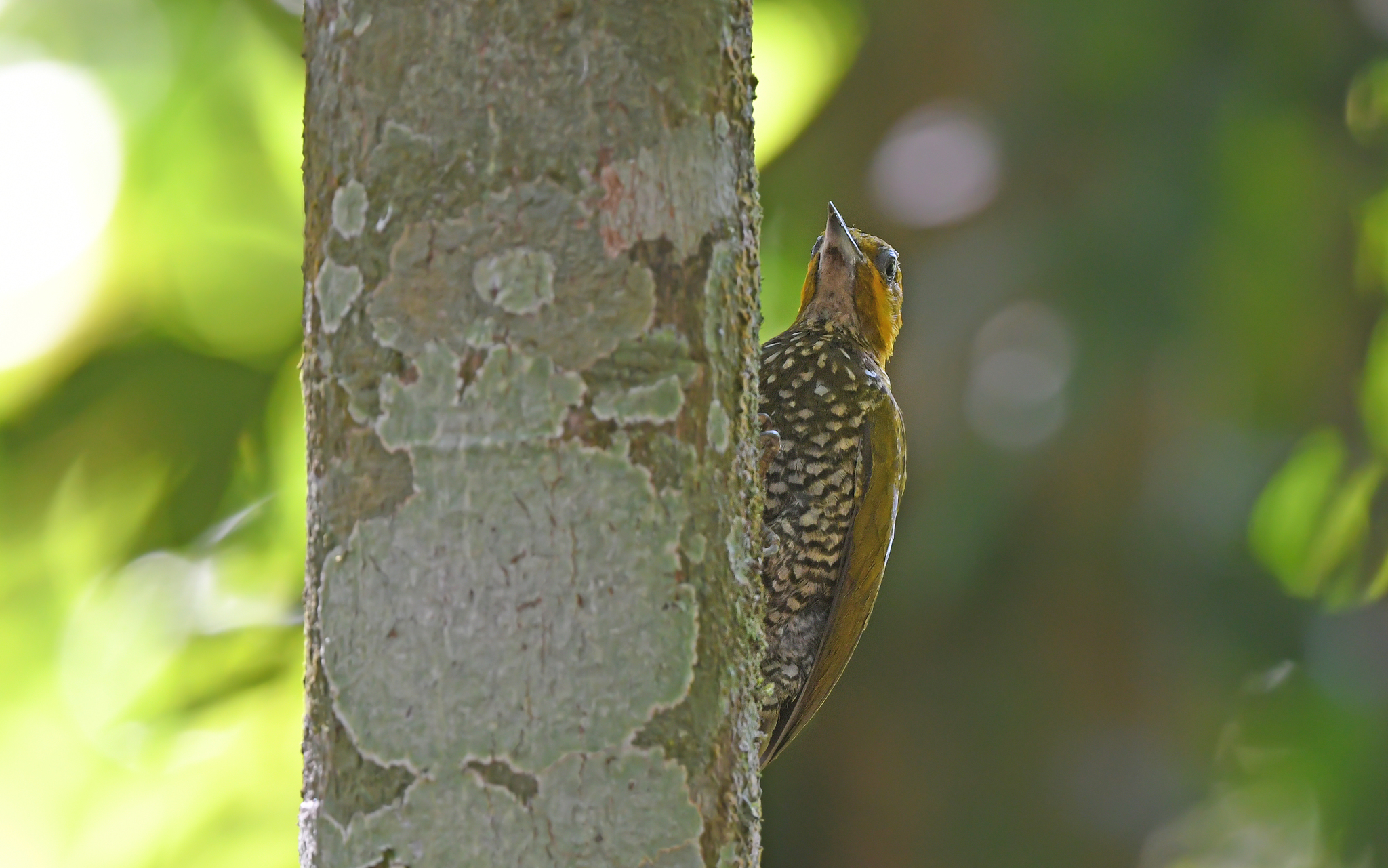 White-throated Woodpecker (Piculus leucolaemus), photo 6