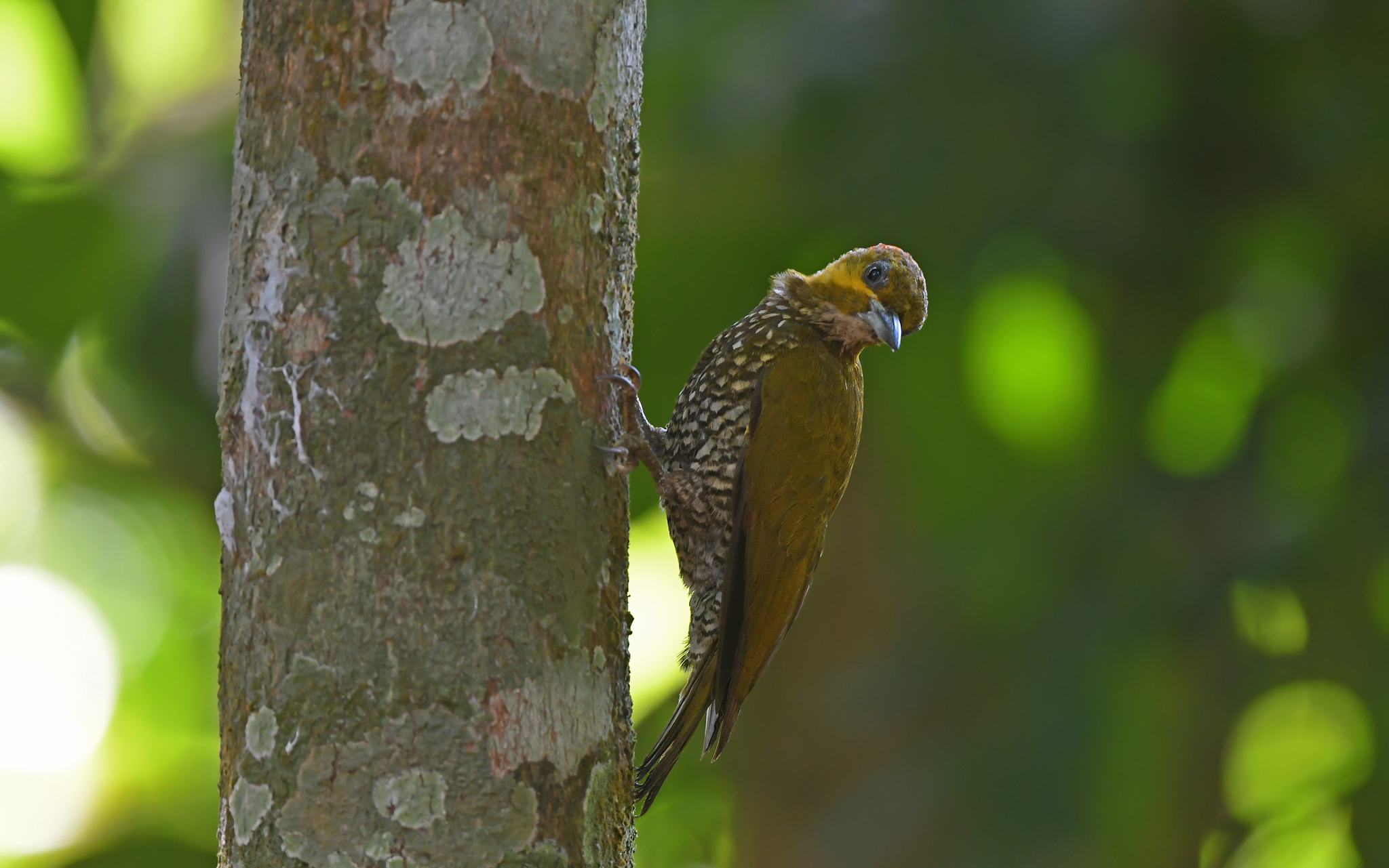 White-throated Woodpecker (Piculus leucolaemus), photo 5