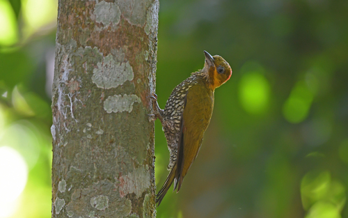 White-throated Woodpecker (Piculus leucolaemus), photo 4