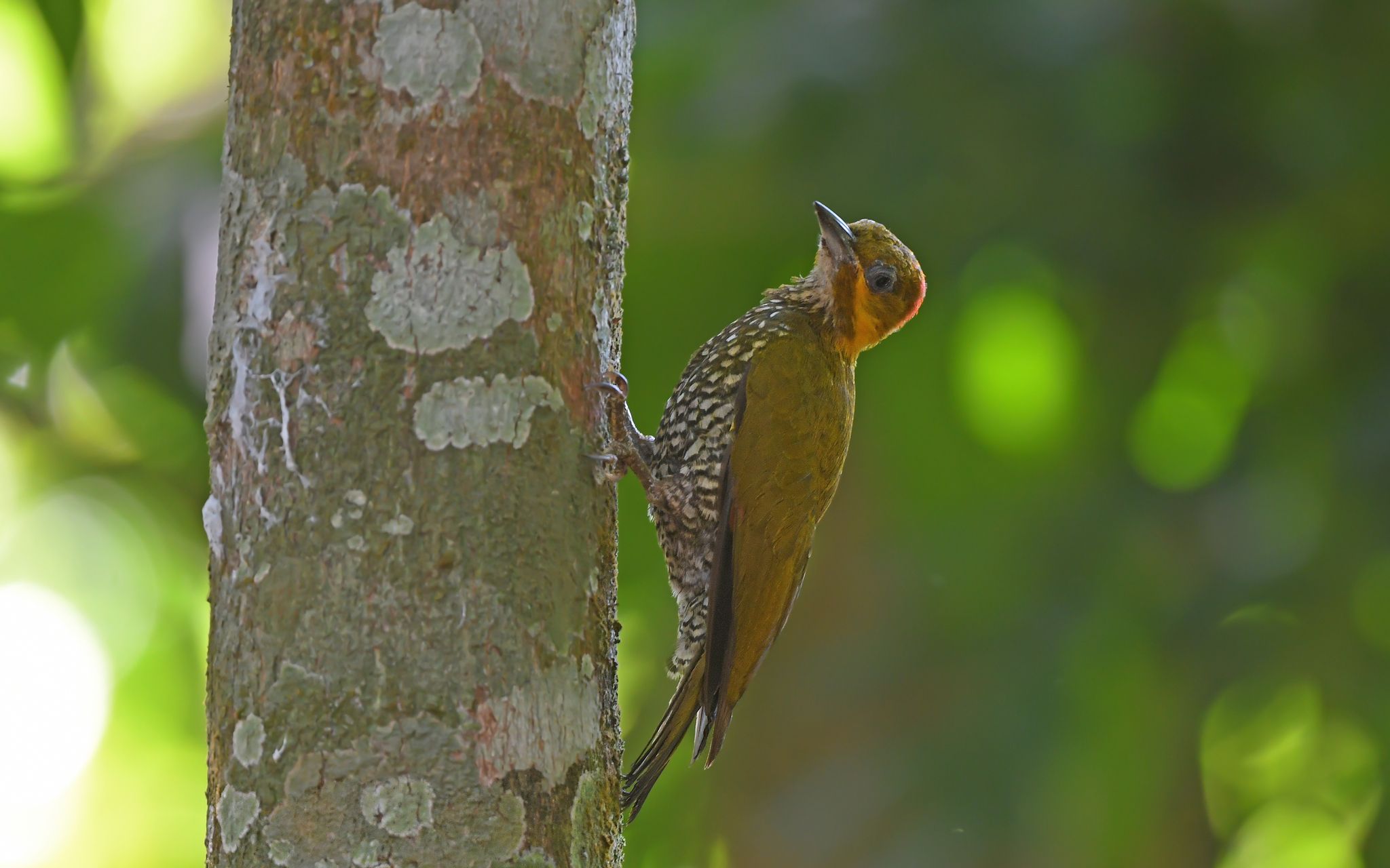 White-throated Woodpecker (Piculus leucolaemus), photo 4