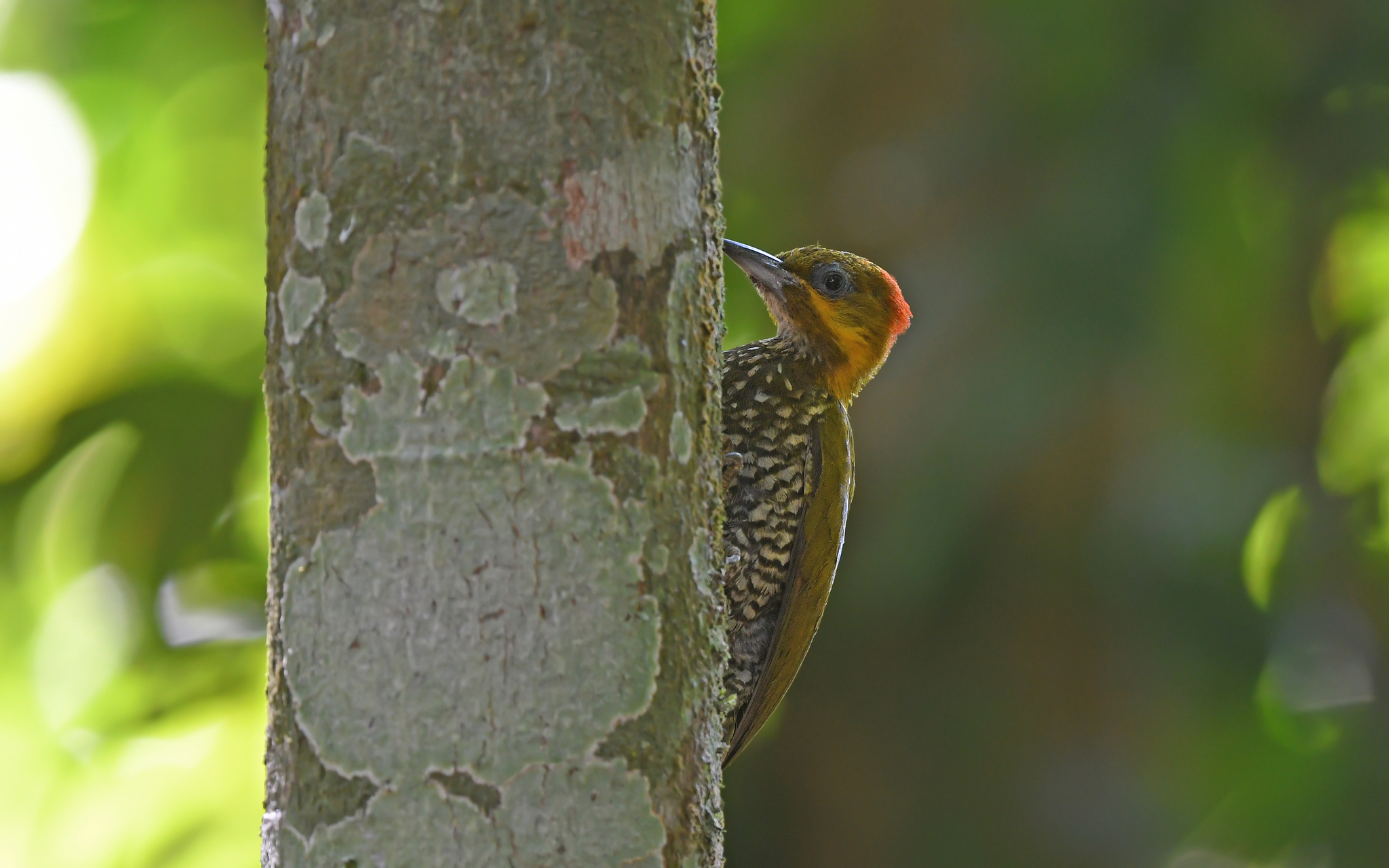 White-throated Woodpecker (Piculus leucolaemus), photo 7