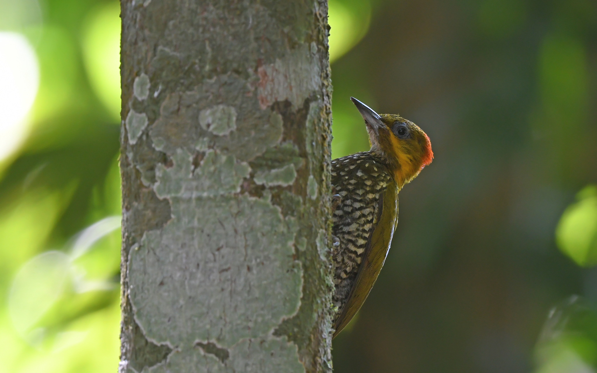 White-throated Woodpecker (Piculus leucolaemus), photo 8
